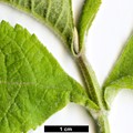 SpeciesSub: subsp. amplexicaulis